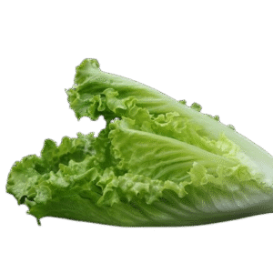 lechuga ecológica