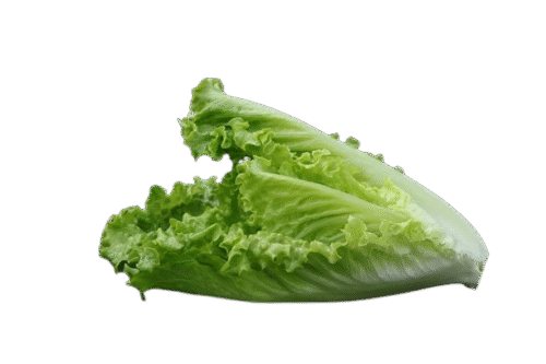 lechuga ecológica